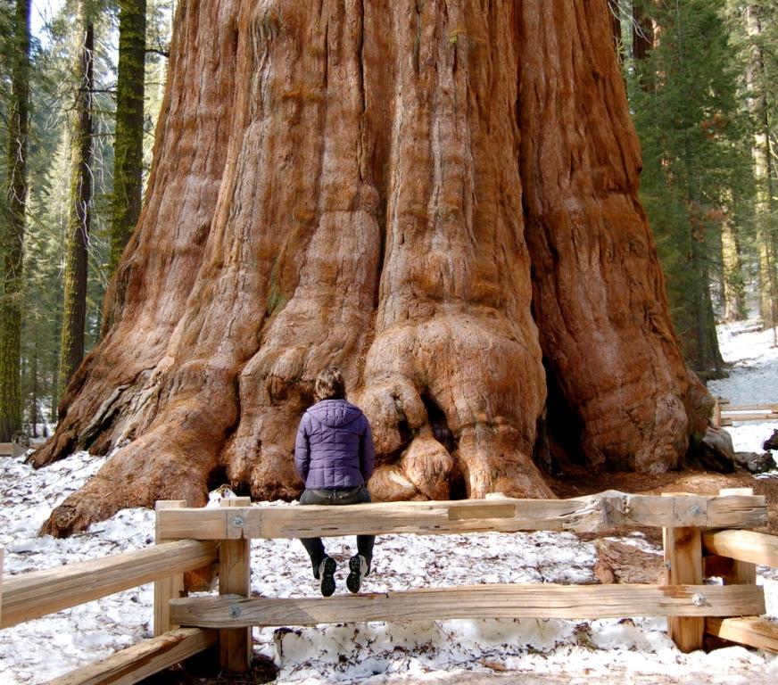 sequoia 1.jpg