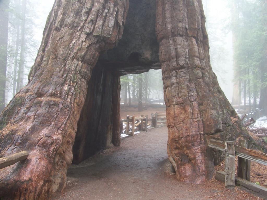 sequoia 4.jpg