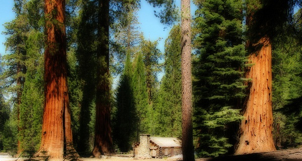 sequoia 5.jpg