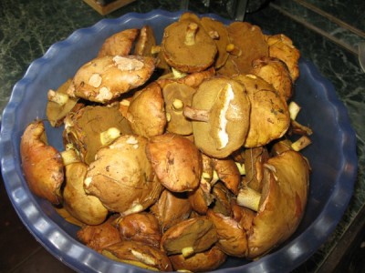 IMG_7446 1.JPG