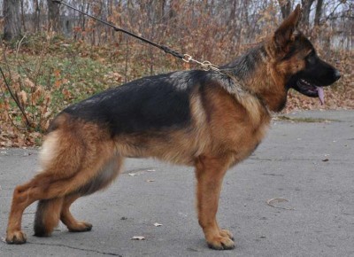 Miki Sofievskaya zemlya.jpg (73.07 КБ) 4743 просмотра Miki Sofievskaya zemlya.jpg
