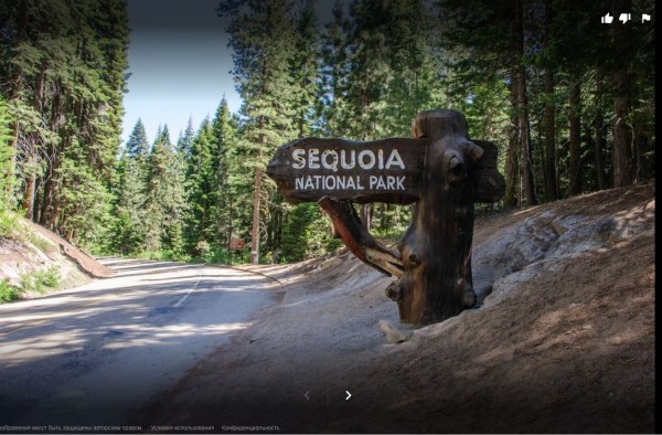 sequoia 123.JPG