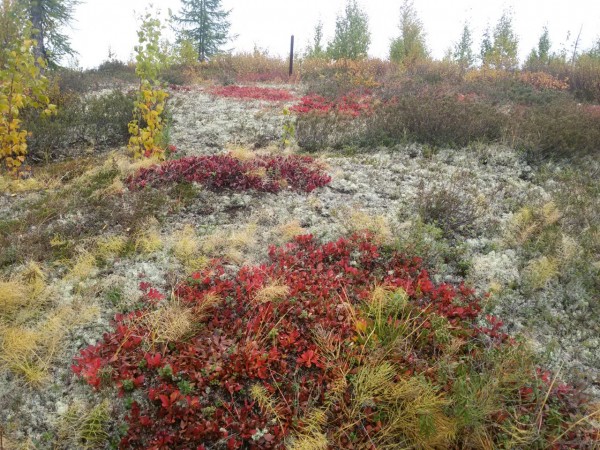 с телефона 188.jpg (418.07 КБ) 2566 просмотров с телефона 188.jpg