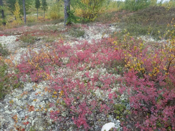 с телефона 187.jpg (409.96 КБ) 2594 просмотра с телефона 187.jpg