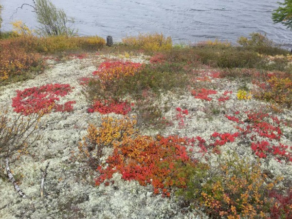 с телефона 186.jpg (406.27 КБ) 2631 просмотр с телефона 186.jpg