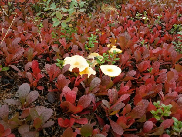 с телефона 185.jpg (291.88 КБ) 2643 просмотра с телефона 185.jpg