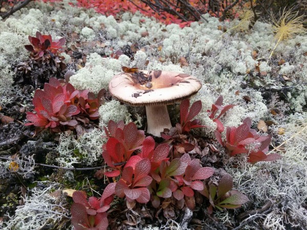 с телефона 184.jpg (358.66 КБ) 2596 просмотров с телефона 184.jpg