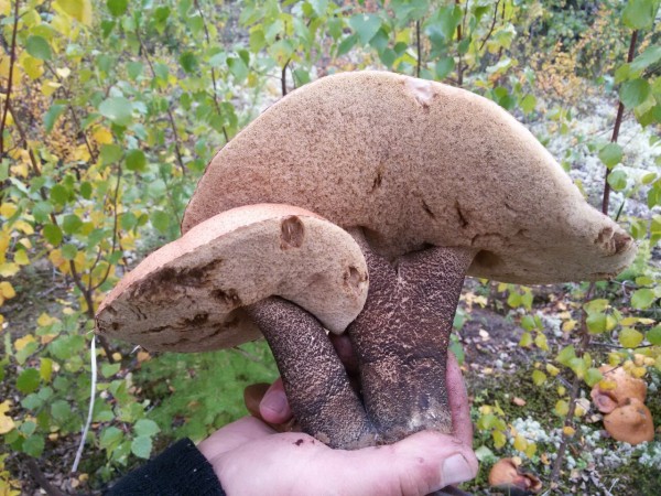 с телефона 183.jpg (275.23 КБ) 2572 просмотра с телефона 183.jpg